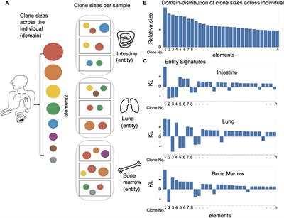 Using Domain Based Latent Personal Analysis of B Cell Clone Diversity Patterns to Identify Novel Relationships Between the B Cell Clone Populations in Different Tissues